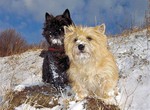 Cairn-Terrier Hund