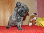 Cairn-Terrier Hund