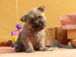 Cairn-Terrier Hund