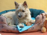 Cairn-Terrier Hund