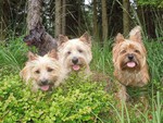 Cairn-Terrier Foto: Cairn-Terrier von-der-Iburg im Wald (ID 47432) Cairn-Terrier Hund