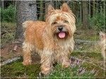 Cairn-Terrier Hund