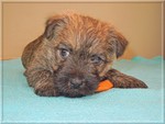 Cairn-Terrier Hund