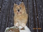 Cairn-Terrier Hund