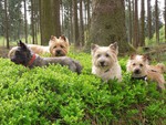 Cairn-Terrier Foto: Cairn-Terrier im Wald (ID 47415) Cairn-Terrier Hund