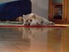 Cairn-Terrier Foto: Cina ist ganz faul (ID 18077) Cairn-Terrier Hund