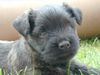 Cairn-Terrier Foto (ID 22843) Cairn-Terrier Hund