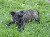 Cairn-Terrier Foto (ID 22846) Cairn-Terrier Hund