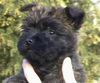 Cairn-Terrier Foto: Cairn Terrier Welpe 7 Wochen alt, Cairn Bries Enigma (ID 4466) Cairn-Terrier Hund