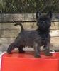 Cairn-Terrier Foto: Wenn ich groß bin, werde ich (ID 4467) Cairn-Terrier Hund
