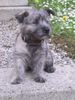 Cairn-Terrier Foto: FRANKY (ID 3505) Cairn-Terrier Hund