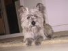 Cairn-Terrier Foto: FRANKY(8 Mon) (ID 5923) Cairn-Terrier Hund
