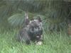 Cairn-Terrier Foto: Unser Henry mit 10 Wochen! (ID 9838) Cairn-Terrier Hund