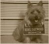 Cairn-Terrier Foto: Rebel goes to jail (ID 13773) Cairn-Terrier Hund