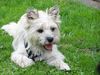 Cairn-Terrier Hund