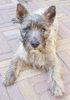 Cairn-Terrier Foto (ID 6448) Cairn-Terrier Hund