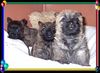 Cairn-Terrier Foto: hab keine Angst,ich beschütze dich (ID 19971) Cairn-Terrier Hund
