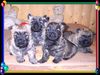 Cairn-Terrier Foto: alle auf einen Streich (ID 19975) Cairn-Terrier Hund