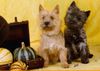 Cairn-Terrier Hund