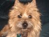 Cairn-Terrier Foto: Rebel Hallsworth (ID 13646) Cairn-Terrier Hund