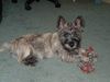 Cairn-Terrier Foto: this ist skipper (ID 6435) Cairn-Terrier Hund