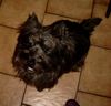 Cairn-Terrier Foto: Sweety (ID 6427) Cairn-Terrier Hund