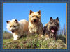 Cairn-Terrier Hund