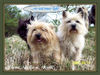 Cairn-Terrier Hund