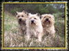 Cairn-Terrier Hund