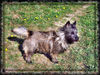 Cairn-Terrier Hund