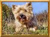 Cairn-Terrier Hund