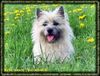 Cairn-Terrier Hund