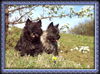 Cairn-Terrier Hund