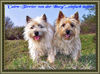 Cairn-Terrier Foto: Wiesen, Wald uns Flur...zwei mal täglich unsere Tour (ID 43991) Cairn-Terrier Hund