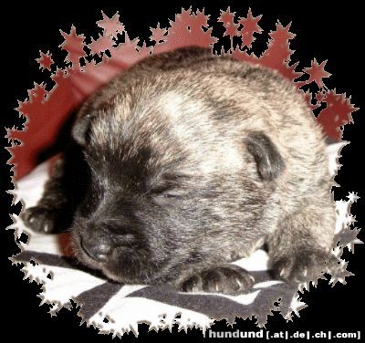 Cairn-Terrier Hunde Foto 6428 Cairn-Terrier Pepsi, cairn terrier puppie 12 Tage alt