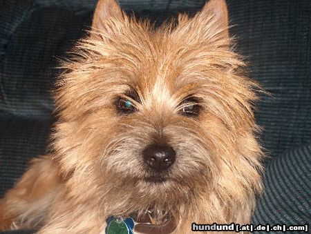 Cairn-Terrier Hunde Foto 13646 Cairn-Terrier Rebel Hallsworth