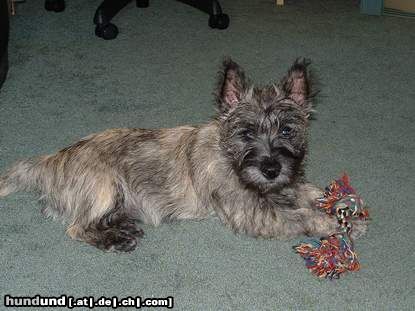 Cairn-Terrier Hunde Foto 6435 Cairn-Terrier this ist skipper