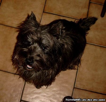 Cairn-Terrier Hunde Foto 6427 Cairn-Terrier Sweety