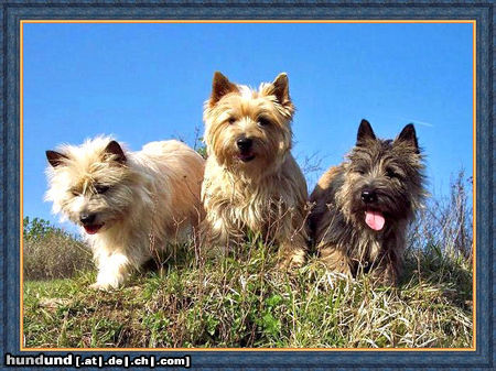 Cairn-Terrier Wiesen, Wald uns Flur...zwei mal täglich unsere Tour