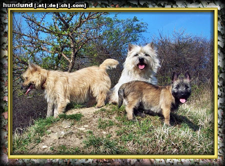 Cairn-Terrier Hunde Foto 43995 Cairn-Terrier Wiesen, Wald uns Flur...zwei mal täglich unsere Tour