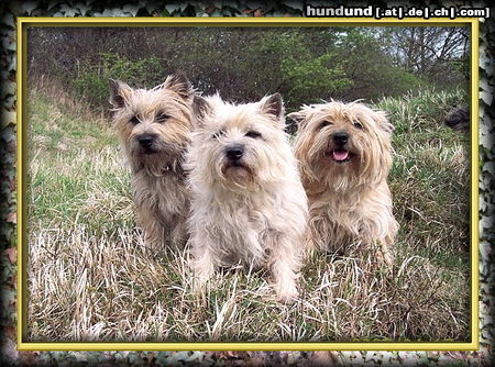 Cairn-Terrier Hunde Foto 43994 Cairn-Terrier Wiesen, Wald uns Flur...zwei mal täglich unsere Tour