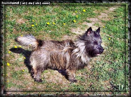 Cairn-Terrier Cairn-Terrier von-der-Iburg...einfach super