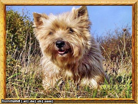 Cairn-Terrier Wiesen, Wald uns Flur...zwei mal täglich unsere Tour