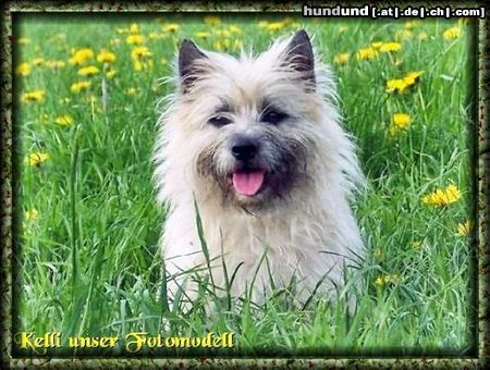 Cairn-Terrier Cairn-Terrier von-der-Iburg...einfach super