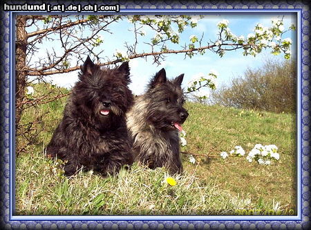 Cairn-Terrier Cairn-Terrier von-der-Iburg...einfach super