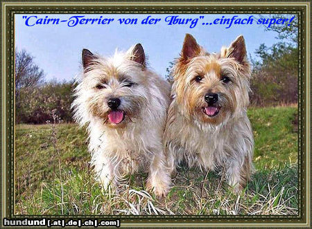 Cairn-Terrier Hunde Foto 43991 Cairn-Terrier Wiesen, Wald uns Flur...zwei mal täglich unsere Tour