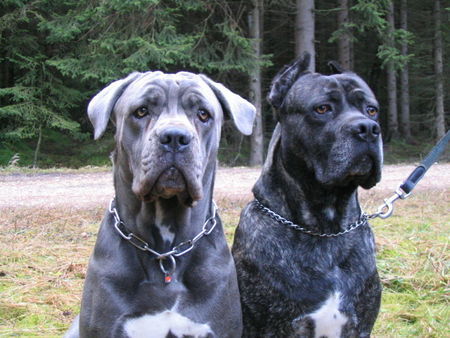 Cane Corso was jagen wir jetzt!!!