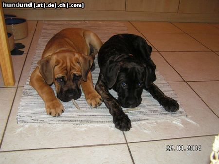 Cane Corso Hunde Foto 16695 in höherer Auflösung ansehen Cane Corso Zeus & Sharon beim gutti