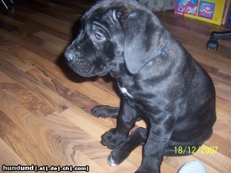 Cane Corso mein kleiner loki