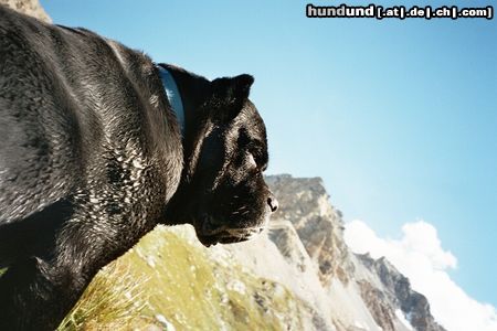 Cane Corso Hunde Foto 21601 in höherer Auflösung ansehen Cane Corso Abramo, 7-jährig, nach ausgiebigem Bad in Bergsee